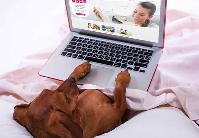 Hund surft mit Laptop im Internet