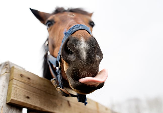 Pferd guckt über Zaun und streckt Zunge raus