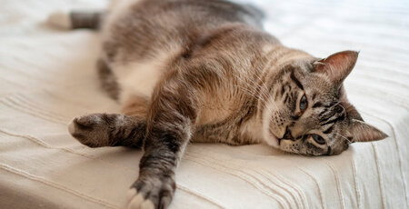 Pankreatitis bei Katzen erkennen Pankreatitis bei Katzen erkennen