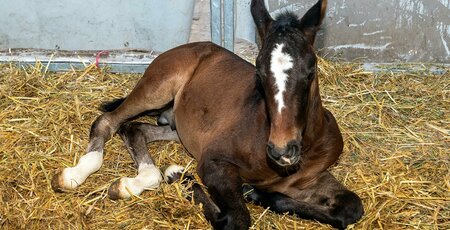 Was tun bei Strahlfäule am Huf Junges Pfohlen liegt auf Stroh