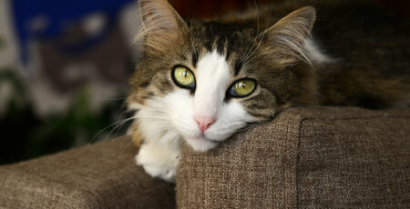 Typische Allergien bei Katzen erkennen Katze mit weißer Schnauze liegt auf dem Sofa