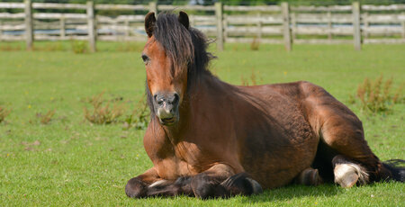 Hufrehe beim Pferd Braunes Pferd liegt auf der Weide