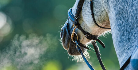 Atemwegserkrankungen beim Pferd: Symptome & Behandlung Nahaufnahme einer Pferdeschnauze und Atem eines Pferdes