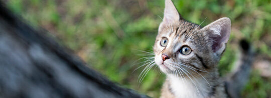 Hautpilz (Dermatophytose) bei Katzen Hautpilz (Dermatophytose) bei Katzen
