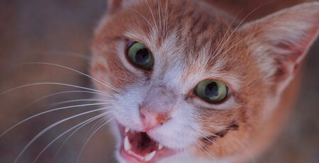 Zahnprobleme bei Katzen Zahnprobleme bei Katzen