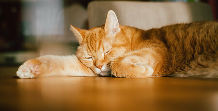 Lebererkrankungen bei Katzen Orange Katze liegt auf dem Boden und sonnt sich