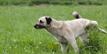 Blasenentzündung beim Hund erkennen Blasenentzündung beim Hund erkennen