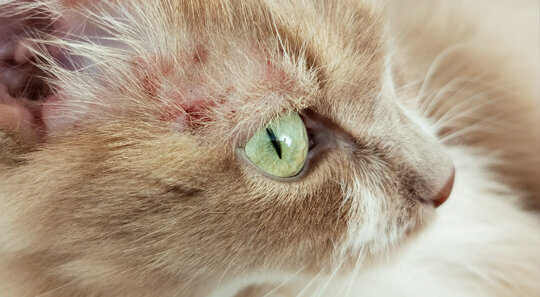 Hautpilz (Dermatophytose) bei Katzen Hautpilz (Dermatophytose) bei Katzen