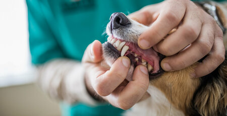 Zahnerkrankungen bei Hunden Tierarzt öffnet das Maul eines Hundes