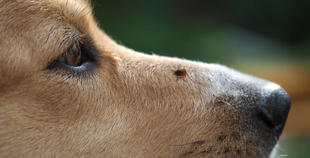 Zeckenbefall beim Hund Zeckenbefall beim Hund