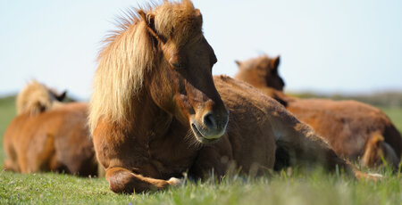 Kolik beim Pferd Kolik beim Pferd