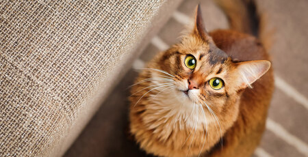 Augenerkrankung bei Katzen erkennen und behandeln Rötliche Katze schaut an einem Sofa hoch