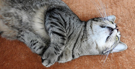 So erkennst du Wurmbefall bei deiner Katze Graue Katze rollt sich auf dem Boden