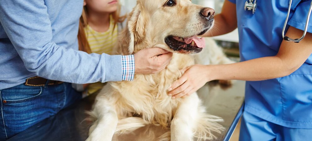 Hund beim Tierarzt auf dem Behandlungstisch mit Besitzer und Tierarzt