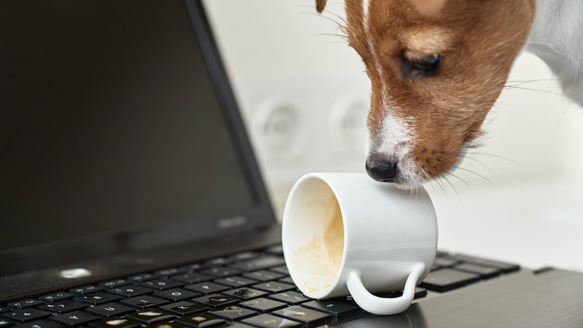 Warum du als Tierhalter eigentlich immer haftest Hund verschüttet Kaffeetasse über Laptop